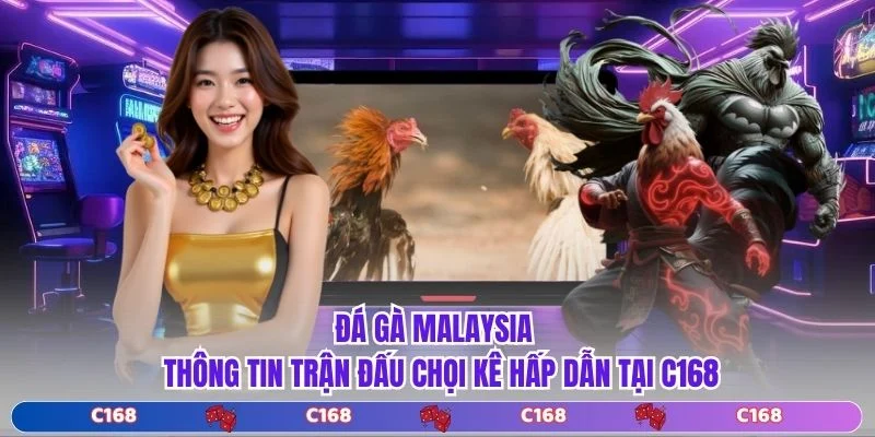 Đá Gà Malaysia – Thông Tin Trận Đấu Chọi Kê Hấp Dẫn Tại C168