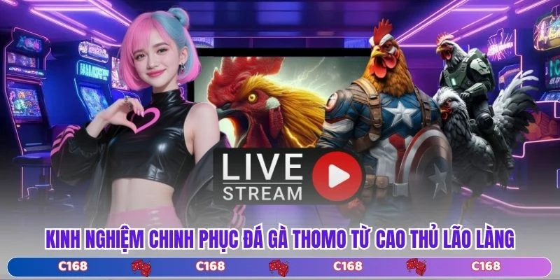Kinh nghiệm chinh phục đá gà Thomo từ cao thủ lão làng